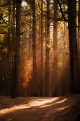 Golden Sunbeams Through Tall Pine Forest at Dawn, Tenerife, Canary Islands