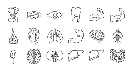 Collection of minimalistic pictograms representing internal organs and body parts, including a bundle, eye, tooth, muscles, heart, lungs, stomach, brain, blood vessels, kidneys, liver, and