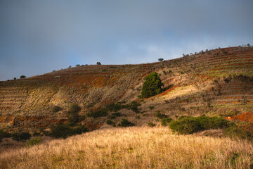 Arid Hillside with Lone Pine Tree in Rural Tenerife Landscape, Canary Islands