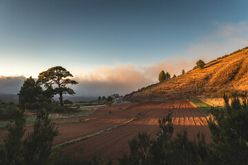 Golden Hour Over Terraced Fields and Pine Forest Hillside, Tenerife, Canary Islands