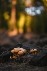 Tiny Mushroom on Forest Floor at Golden Hour, Tenerife, Canary Islands