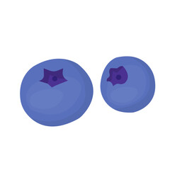 Vector of blueberry, fruit berries