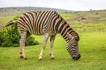 Plains zebra, equus quagga, equus burchellii, common zebra, Addo Elephant National Park, South Africa.