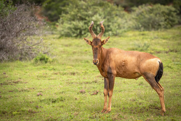 Red Hartebeest (Alcelaphus buselaphus) in Addo Elephant National Park, South Africa.