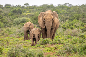Fototapeta premium A herd of Elephant ( Loxodonta Africana), Addo Elephant National Park, South Africa.