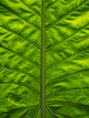 Close-up macro photo of a green leaf showing natural vein pattern and texture in vivid detail, symbolizing freshness and nature background.