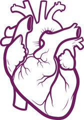 Detailed human heart anatomy illustration in purple color scheme vector drawing