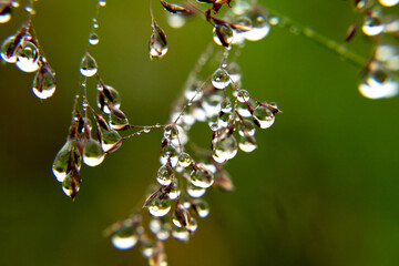 Rain-kissed blades of grass shimmering with transparent droplets, illustrating untouched, healthy nature at a micro level.