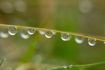 Fresh rain droplets on vibrant green grass, symbolizing natural purity and the health of clean, sustainable ecosystems.