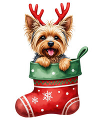 Adorable yorkshire terrier puppy wearing reindeer antlers peeking out of a christmas stocking, isolated on transparent background