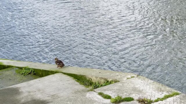 Group of wild ducks resting peacefully on a stone riverside near calm blue water, surrounded by patches of green grass and natural textures, representing tranquil wildlife in urban riverside setting