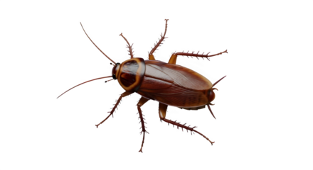 Close-up of a Brown Cockroach Isolated on White Background
