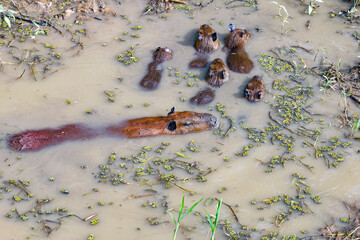 Amazon amazonia capibara family in a swamp aerial