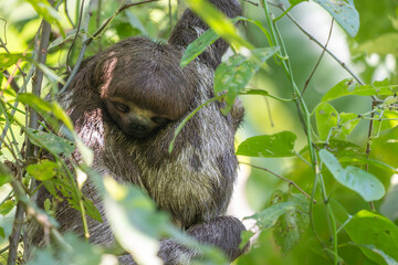 Obraz premium Amazon wild Sloth hanging on a tree