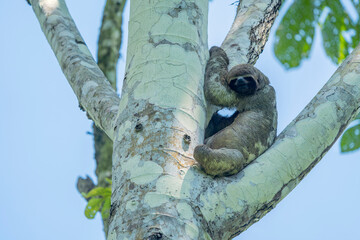 Obraz premium Amazon wild Sloth hanging on a tree