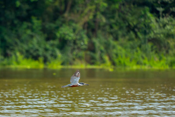 Amazon kingfisher bird while flying on river waters
