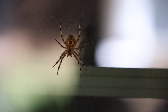 A plump orb weaver spider resting in the center of its web.
