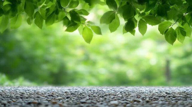 Vibrant green leaves overhead with a pebble surface and soft focus natural background