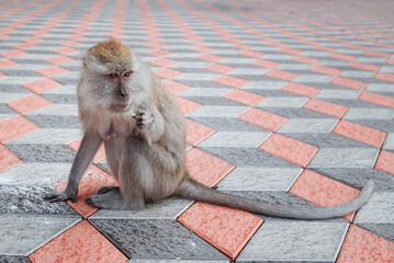 Monkey Making Funny Expression While Eating