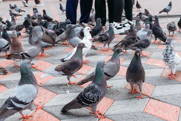 Flock of Pigeons Searching for Food on the Ground