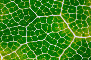 Leaf pattern detail, Detailed closeup of plant cellular network, Magnified view of leaf vascular system demonstrating cellular complexity and vibrant green pigmentation