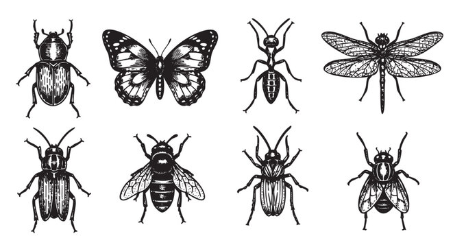 Black and white vector illustrations of various insect species, including beetles, a butterfly, an ant, a dragonfly, a bee, and a fly, arranged in two rows.