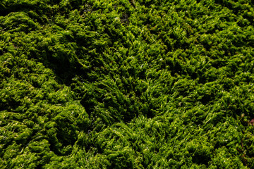 Close-up view of lush green moss covering rugged coastal rock in the Faroe Islands, highlighting the region&rsquo;s raw nature and inviting hikers to explore its untouched terrain.