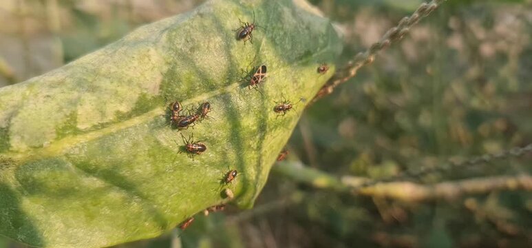 Macro Video of Red Cotton Stainer Insects Grouped Together on a Plant Leaf