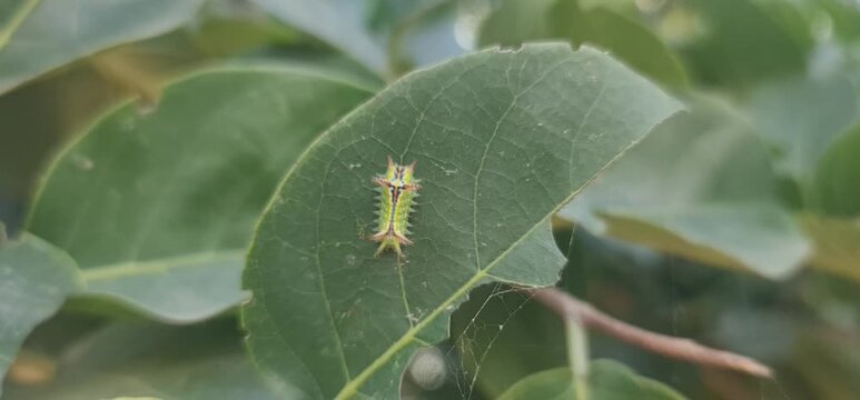Close-Up Macro Detail of a Cryptic Green Larva (Stinging Nettle Caterpillar) Resting on the Underside of a Leaf, Highlighting its Distinctive, Irritating Hairs and Spines