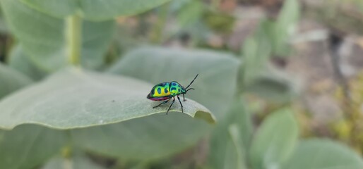 Macro Photograph of a Vibrant, Glossy Green Jewel Bug (Shield Bug) with Intricate Black and Yellow Markings Resting on a Broad, Shiny Leaf.