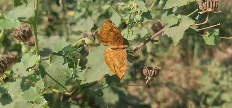 Close-Up Macro View of the Common Castor Butterfly (Ariadne merione), Showing its Orange and Brown Patterned Wings as it Moves Gently on the Green Foliage of its Host Plant