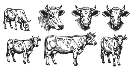 Black and white sketch-style illustrations of cows featuring full-body and head portraits, highlighting various expressions and positions.