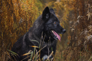 A black wolfdog with yellow eyes, standing in tall grass. A full-body portrait with detailed fur and skin texture. A nature photograph set in the wilderness with natural lighting.