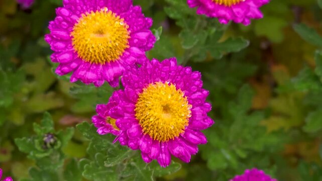 Pink garden asters with yellow centers in autumn, camera slowly zooms out from single blossoms to show the full flowering bush in detail