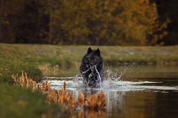 black wolfdog, yellow eyes, running through water, splashing water, dynamic, motion, full-body portrait, wildlife photography, autumn, wilderness, natural light, golden hour, river, powerful, photo-re