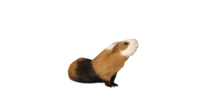 guinea pig on white background