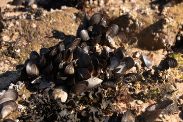 landscape of Arousa island in Galicia