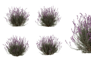 vibrant lavender plants with rich blossoms, perfect for elegant nature concepts, botanical branding, eco-design, garden scenes, and high-end floral presentations.