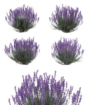 realistic blooming lavender bushes on black background, perfect for premium botanical visuals, landscape concepts, nature design, d&eacute;cor projects, and elegant floral compositions.