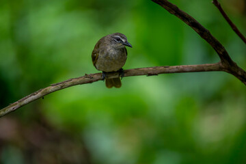 white-browed bulbul is a plain olive-brown bird with whitish underparts, a distinctive white 