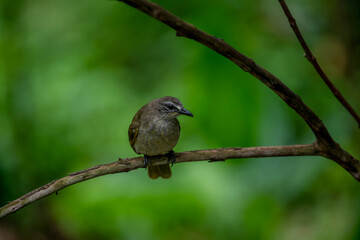 white-browed bulbul is a plain olive-brown bird with whitish underparts, a distinctive white 