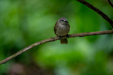 white-browed bulbul is a plain olive-brown bird with whitish underparts, a distinctive white 