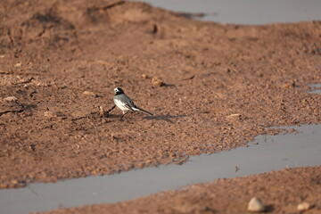 Wagtail