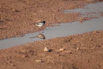 Wagtail