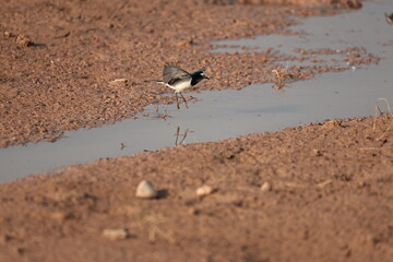 Wagtail