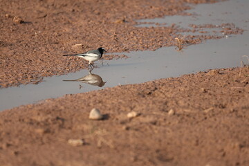 Wagtail