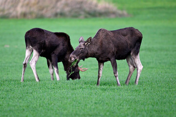 Moose couple grazing at dusk