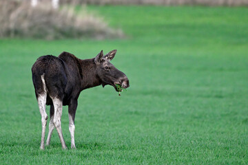 Naklejka premium Moose grazing at dusk
