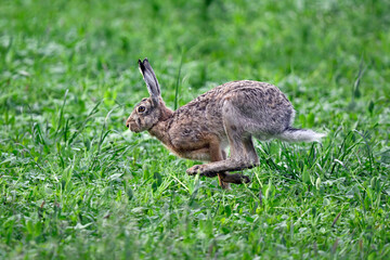 Hare on the run