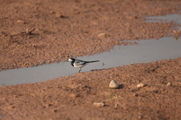 Wagtail